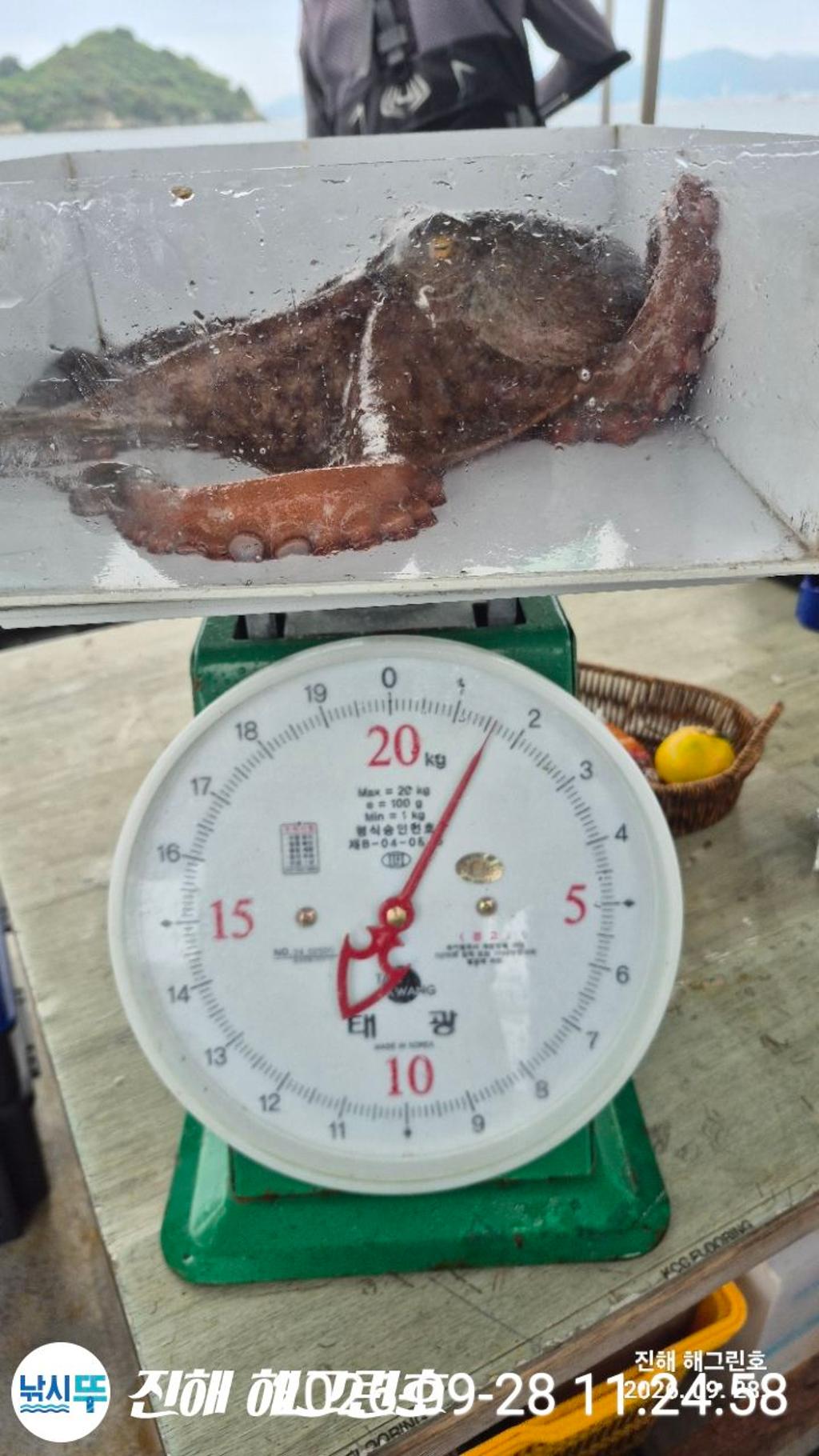 낚시뚜,돌문어,삼포항,진해 해그린호,낚시뚜13