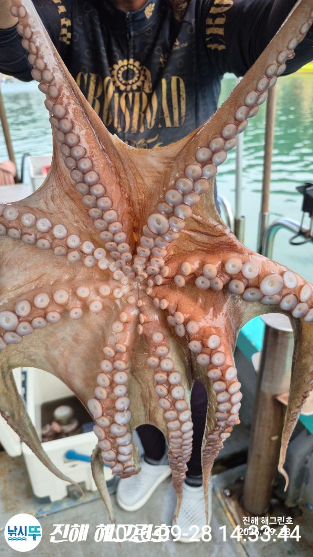 낚시뚜,돌문어,삼포항,진해 해그린호,낚시뚜12