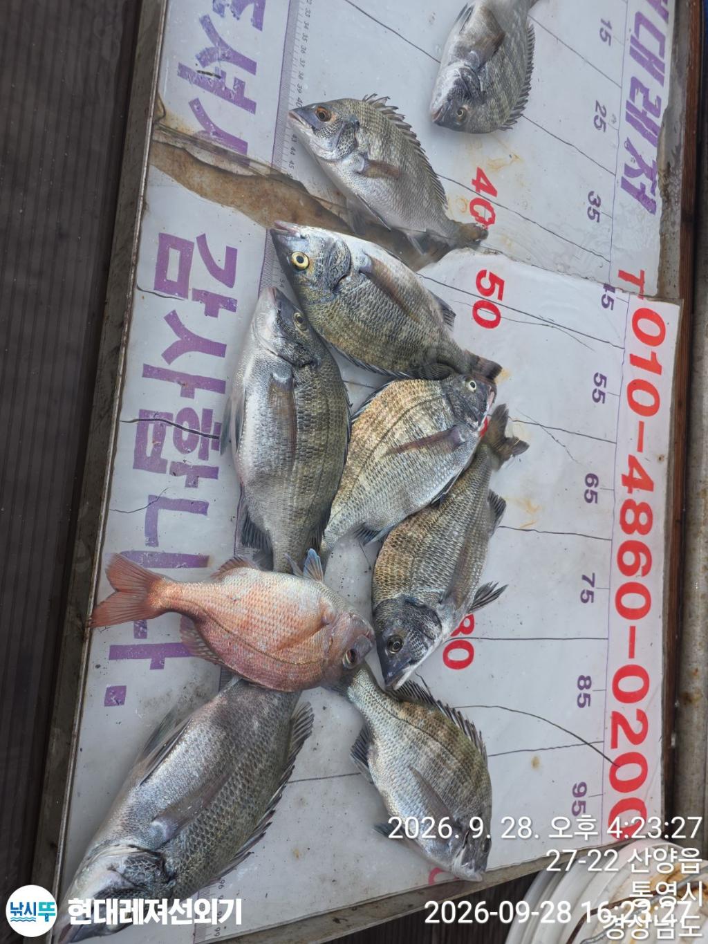 낚시뚜,감성돔,풍화상장마을,통영 현대레져선외기,낚시뚜3