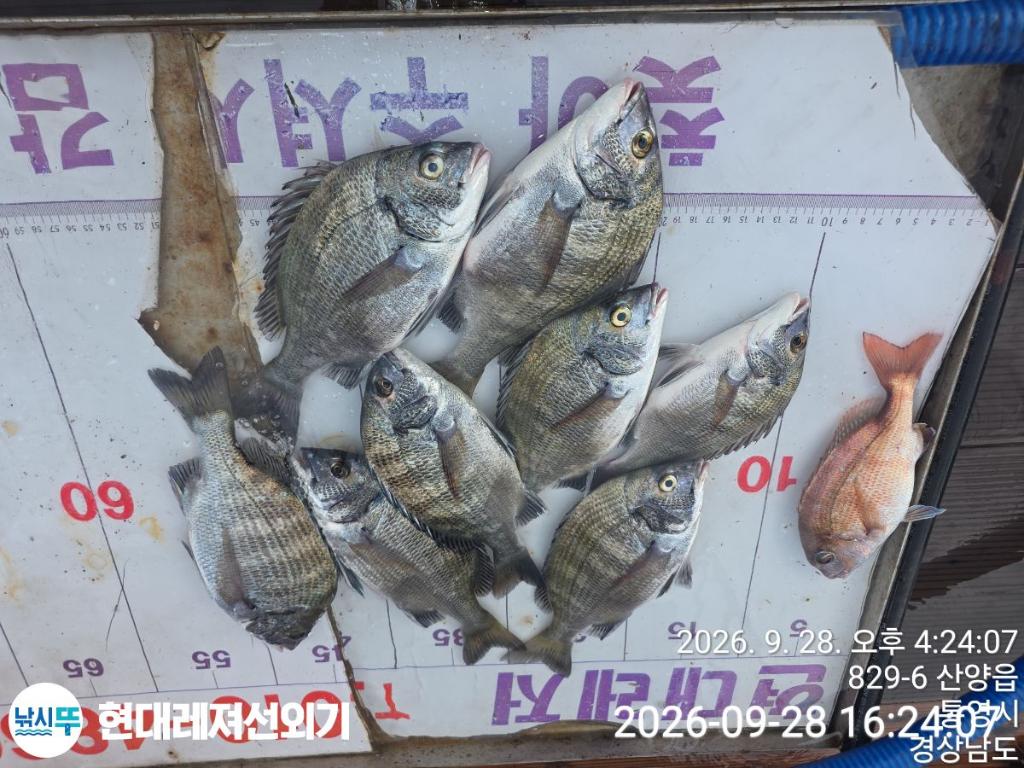 낚시뚜,감성돔,풍화상장마을,통영 현대레져선외기,낚시뚜2