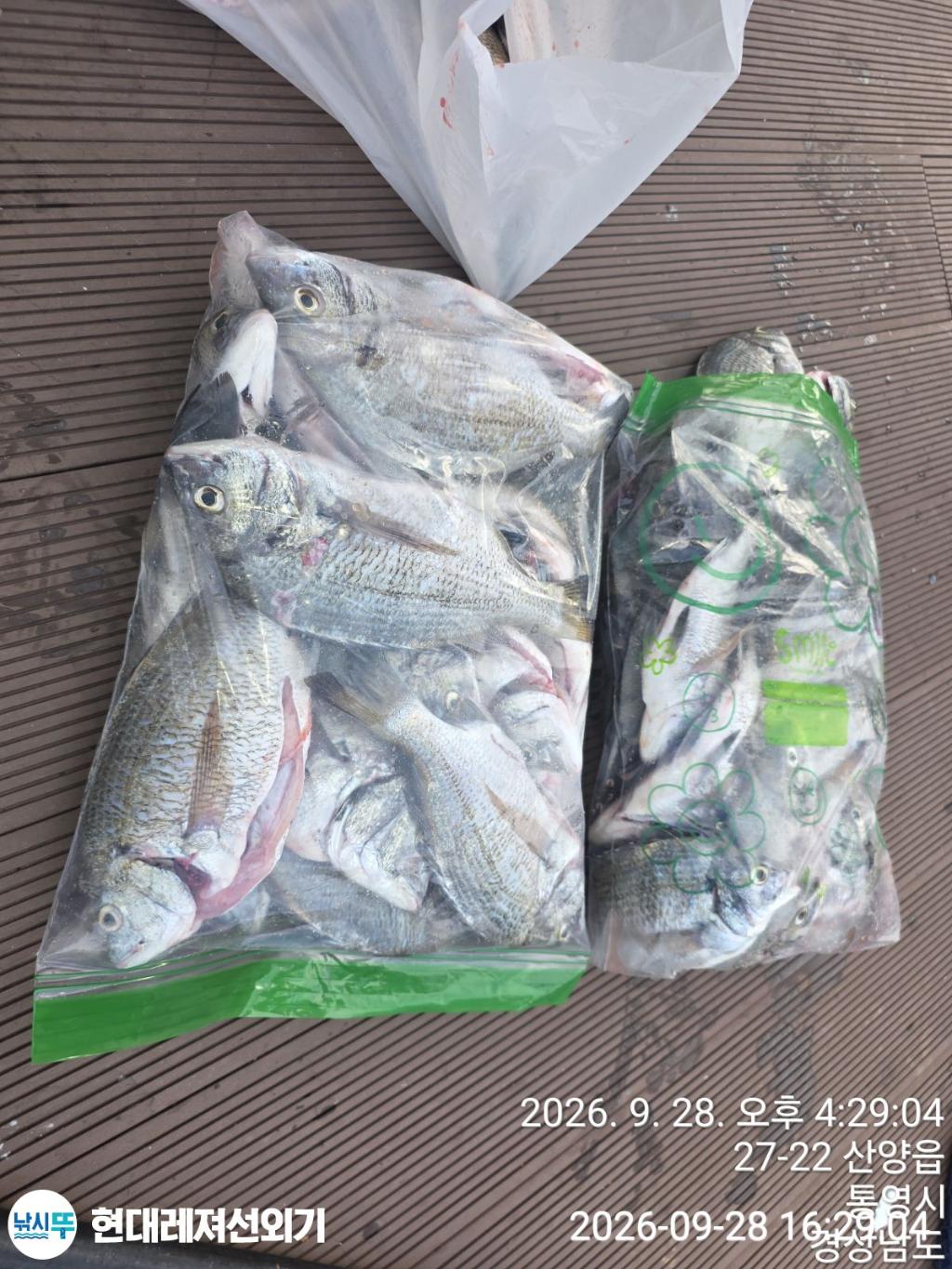 낚시뚜,감성돔,풍화상장마을,통영 현대레져선외기,낚시뚜1