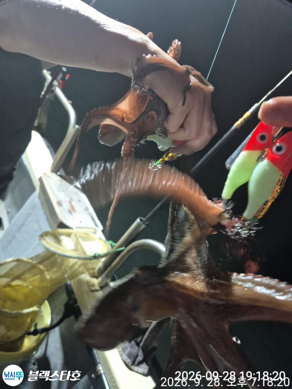 낚시뚜,돌문어,삼천포 팔포항,삼천포 블랙스타,낚시뚜7