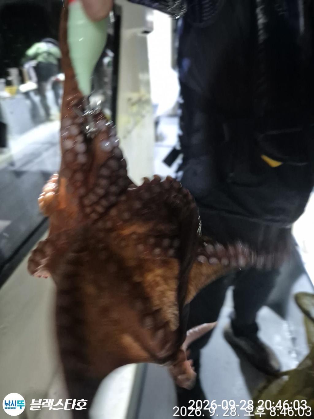 낚시뚜,돌문어,삼천포 팔포항,삼천포 블랙스타,낚시뚜5