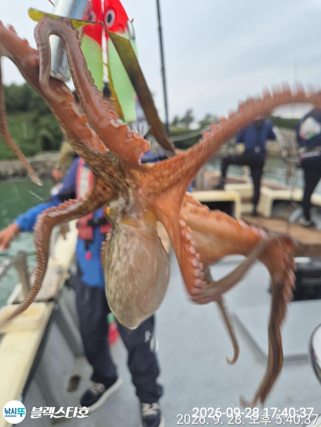 낚시뚜,돌문어,삼천포 팔포항,삼천포 블랙스타,낚시뚜1