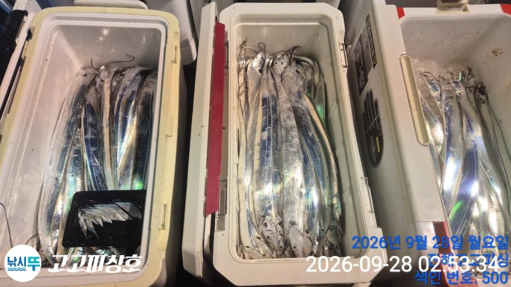 낚시뚜,갈치,속천항(진해),고고피싱호,낚시뚜19