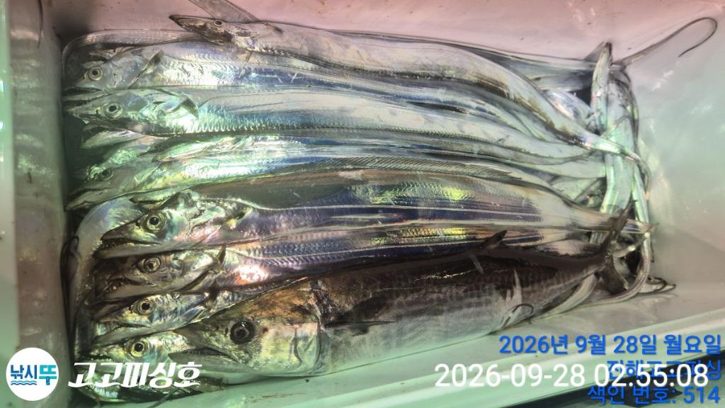 낚시뚜,갈치,속천항(진해),고고피싱호,낚시뚜7