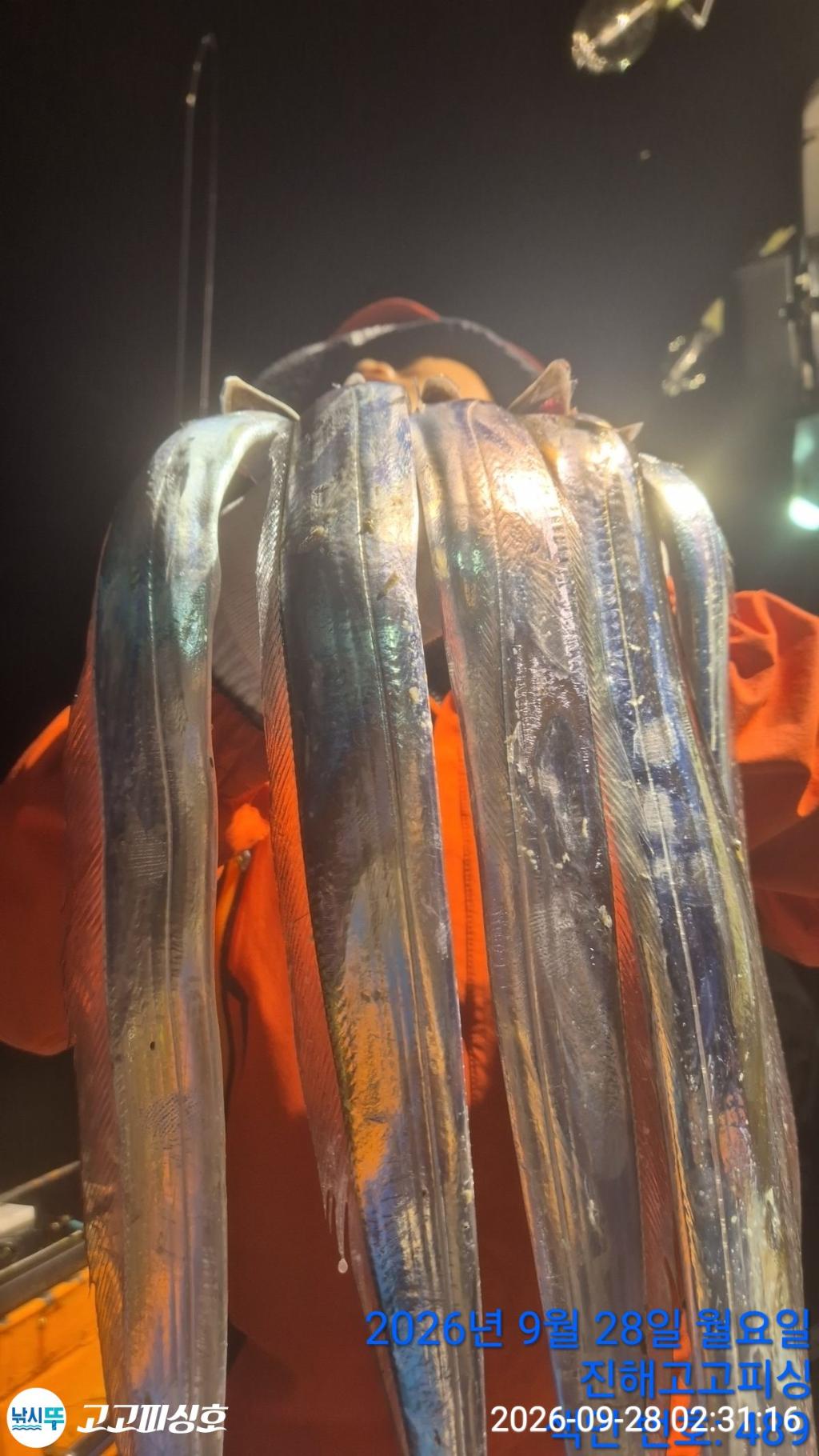 낚시뚜,갈치,속천항(진해),고고피싱호,낚시뚜6