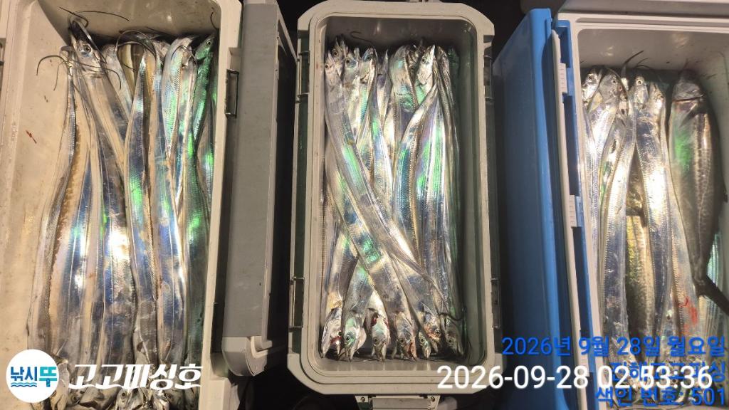 낚시뚜,,속천항(진해),고고피싱호,낚시뚜18