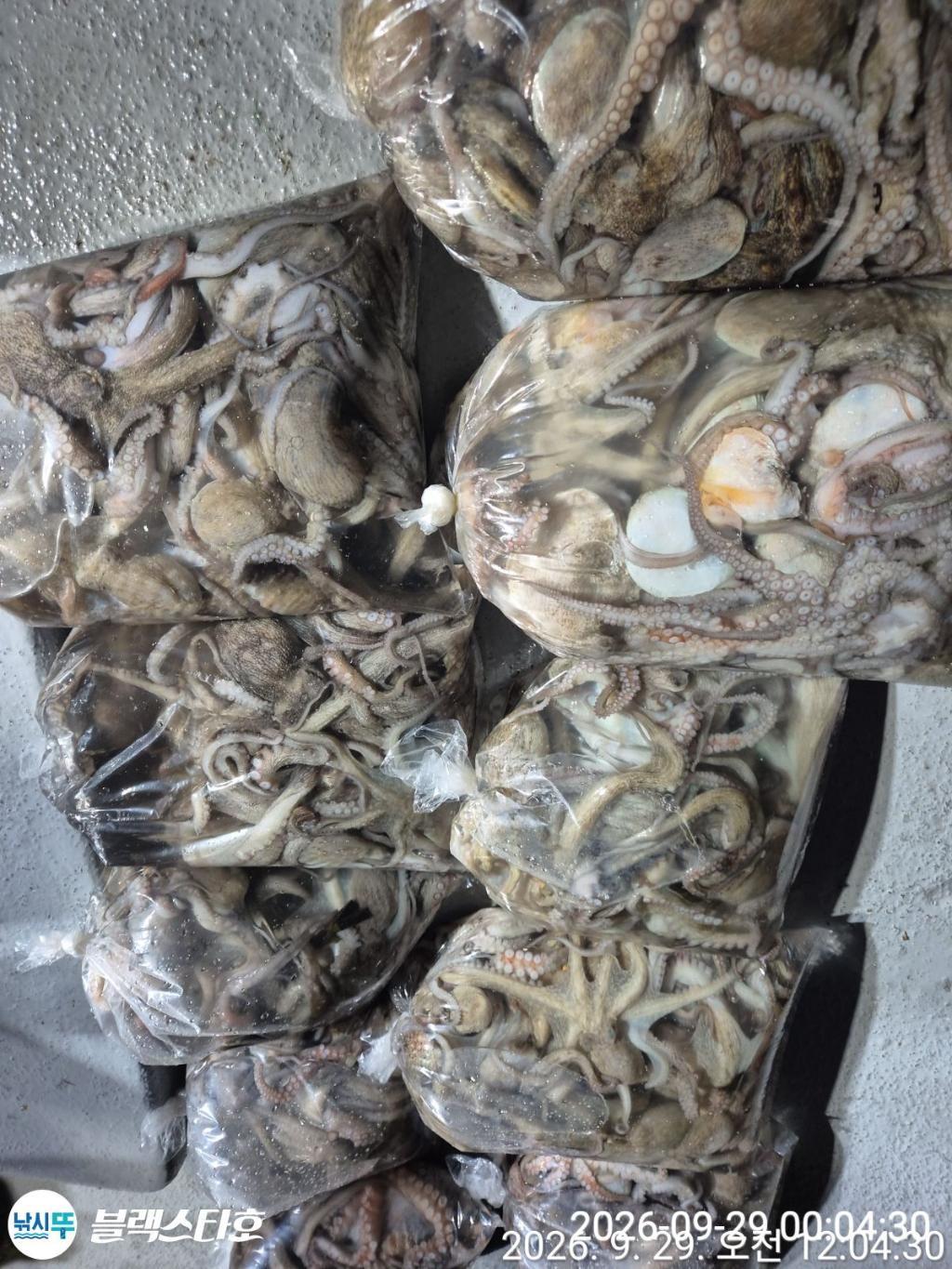 낚시뚜,돌문어,삼천포 팔포항,삼천포 블랙스타,낚시뚜1
