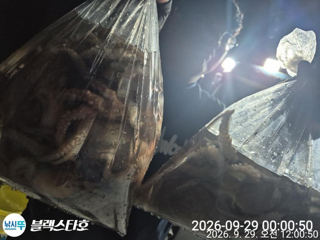 낚시뚜,돌문어,삼천포 팔포항,삼천포 블랙스타,낚시뚜13