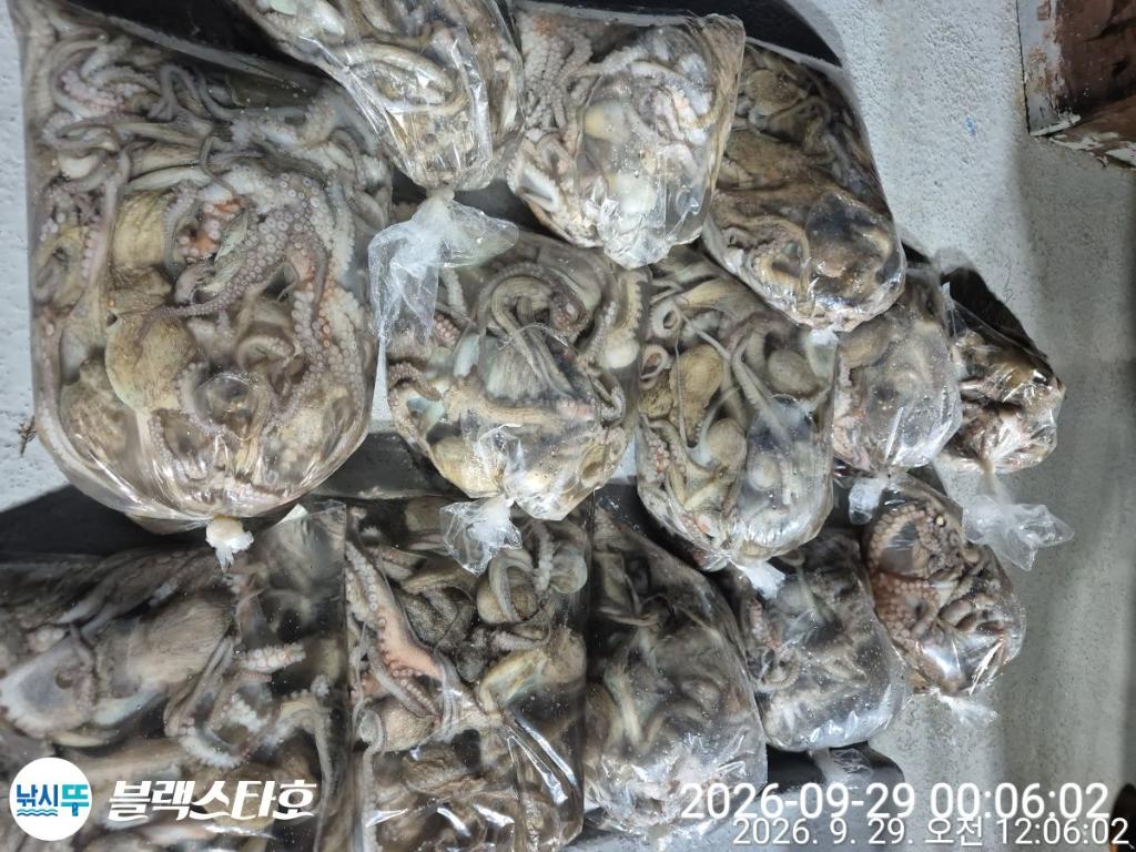 낚시뚜,돌문어,삼천포 팔포항,삼천포 블랙스타,낚시뚜11
