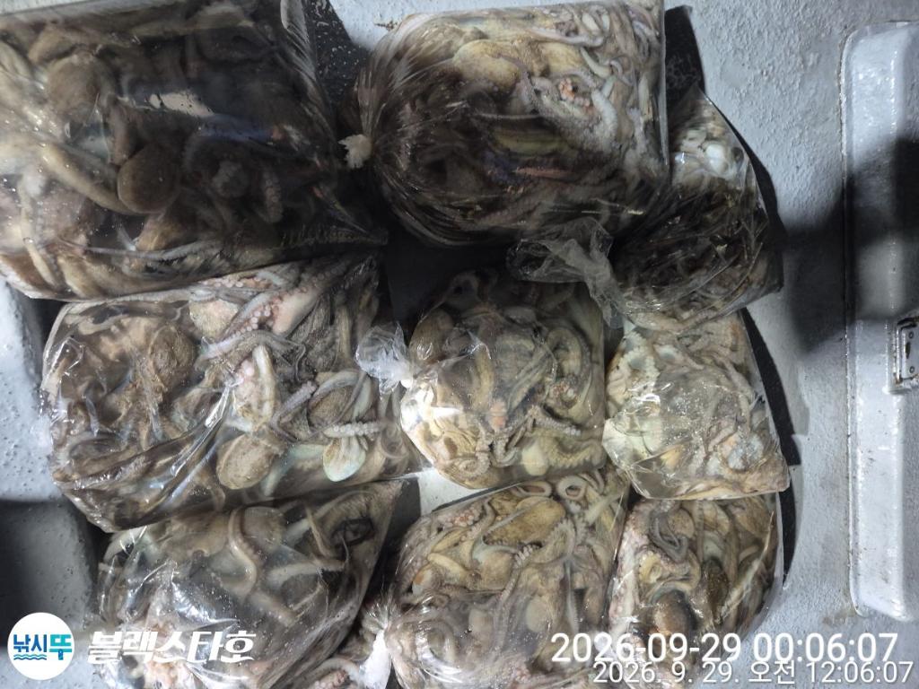 낚시뚜,돌문어,삼천포 팔포항,삼천포 블랙스타,낚시뚜10