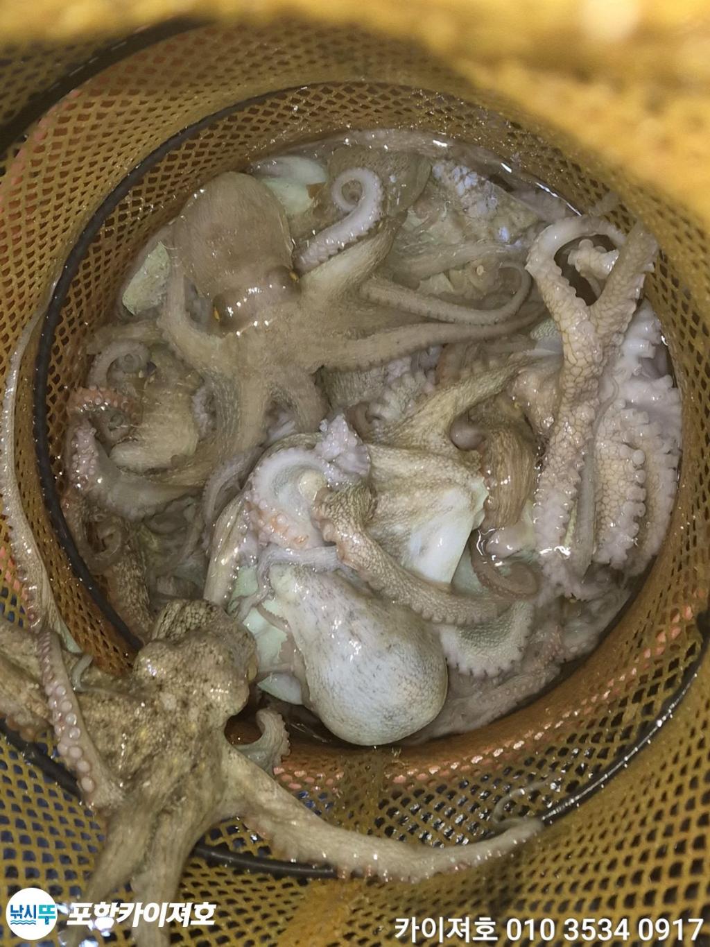 낚시뚜,기타 (직접입력),영일만항,포항카이져호,낚시뚜69
