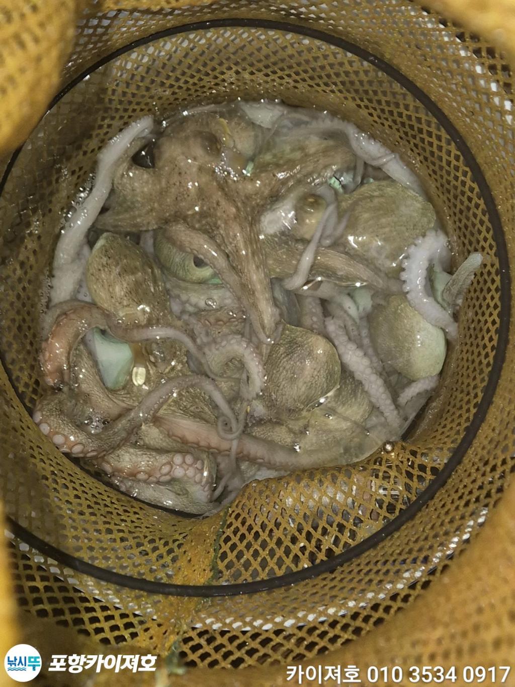 낚시뚜,기타 (직접입력),영일만항,포항카이져호,낚시뚜62
