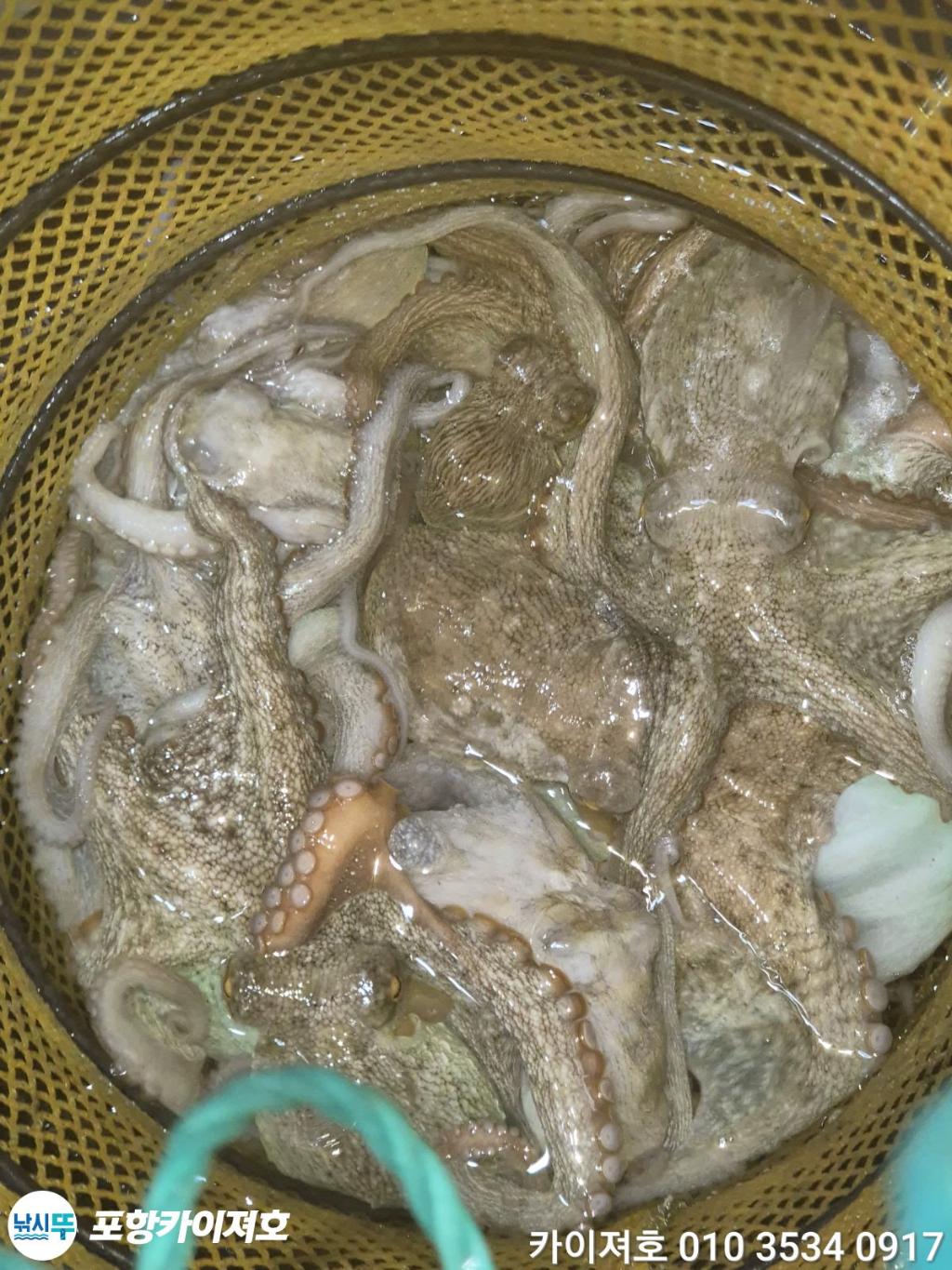 낚시뚜,기타 (직접입력),영일만항,포항카이져호,낚시뚜57