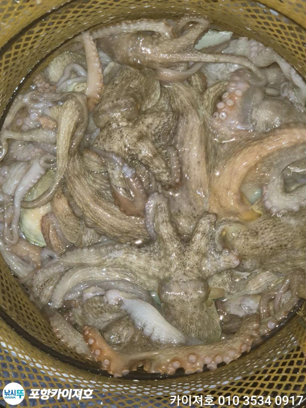 낚시뚜,기타 (직접입력),영일만항,포항카이져호,낚시뚜55