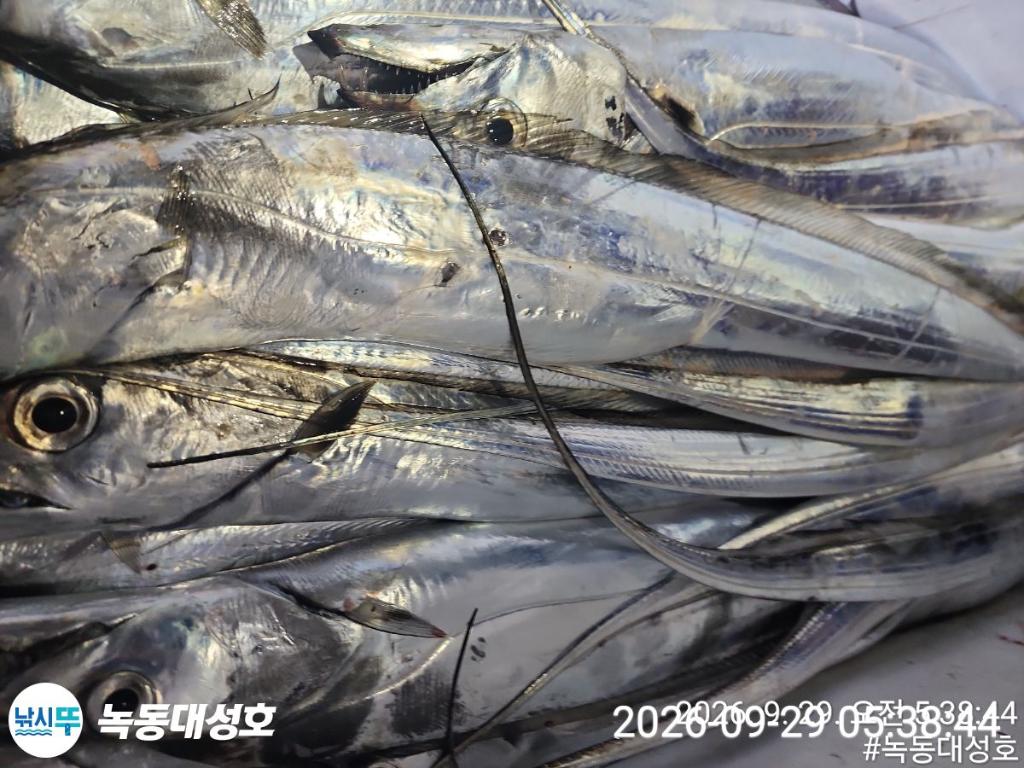 낚시뚜,갈치,녹동항,녹동대성호,낚시뚜22