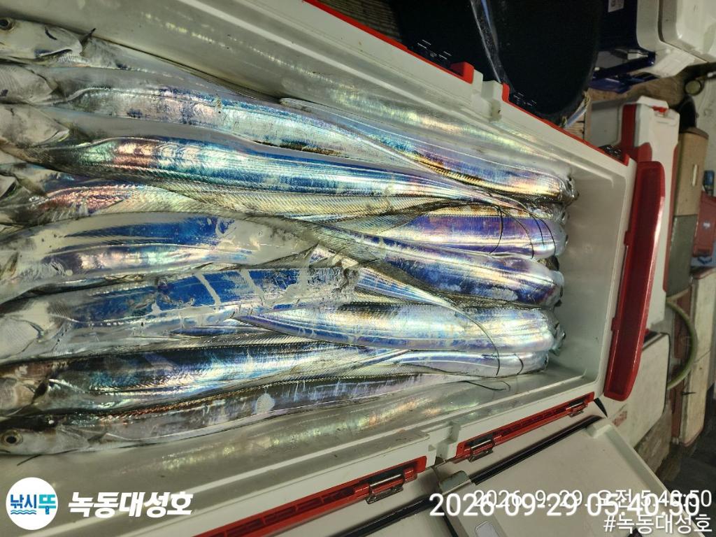 낚시뚜,갈치,녹동항,녹동대성호,낚시뚜21