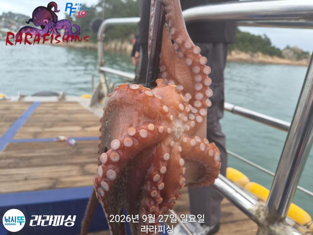 낚시뚜,돌문어,속천항(진해),라라피싱,낚시뚜11