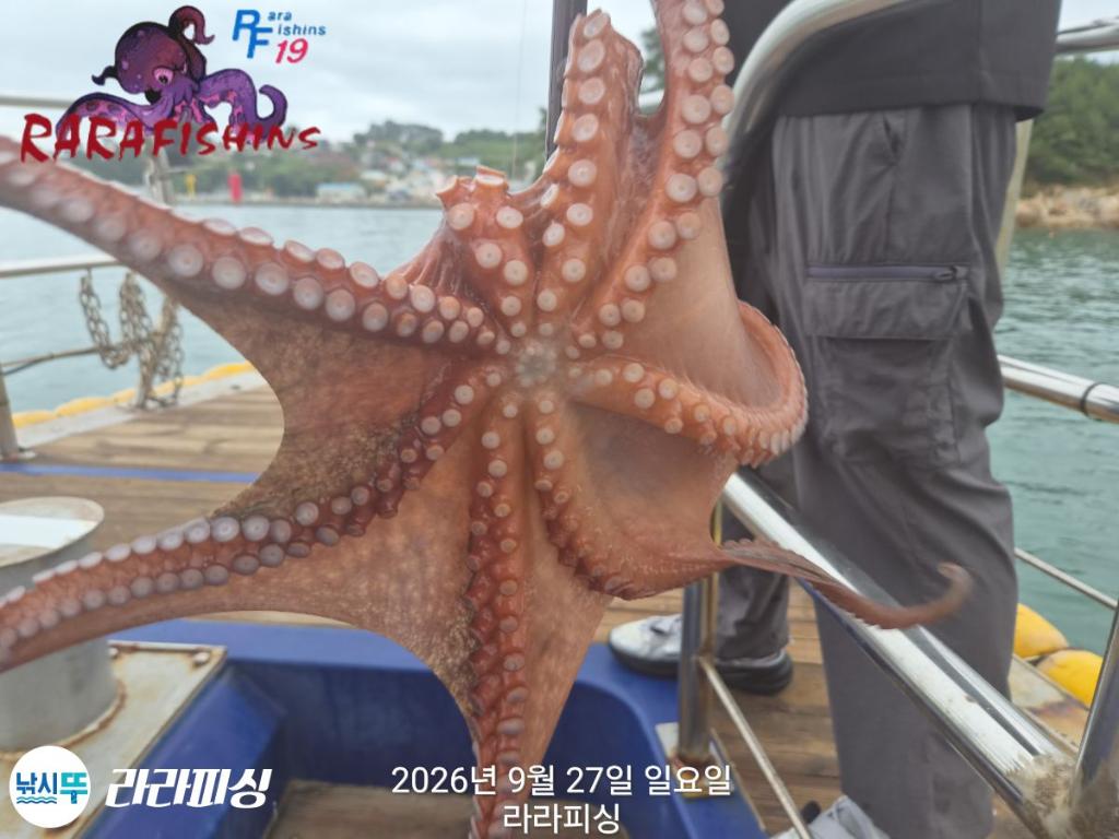 낚시뚜,돌문어,속천항(진해),라라피싱,낚시뚜10