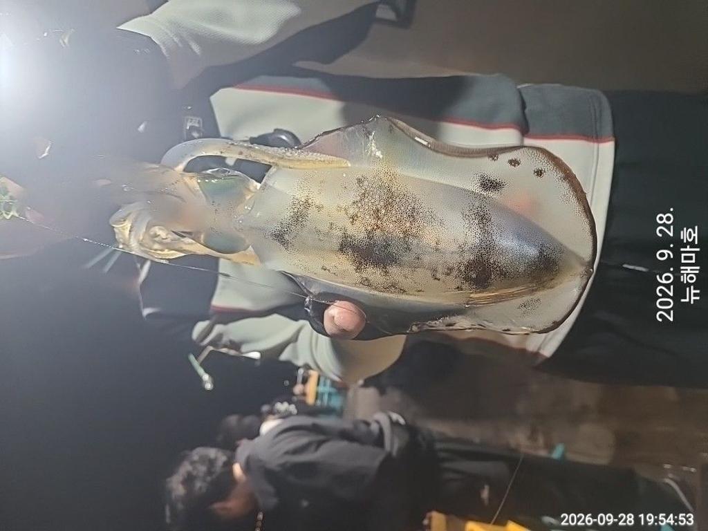 낚시뚜,무늬오징어,영일만항,뉴해마호,낚시뚜7