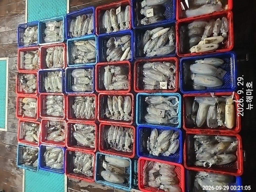 낚시뚜,무늬오징어,영일만항,뉴해마호,낚시뚜1