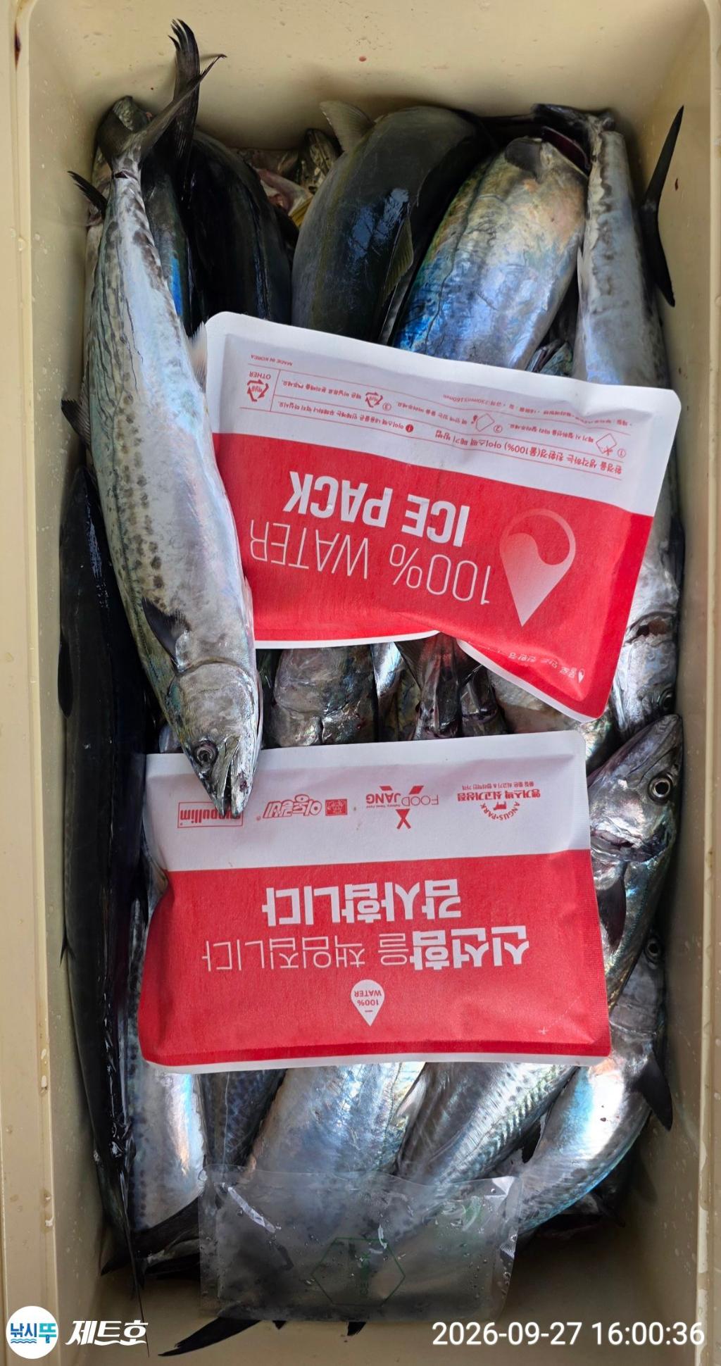 낚시뚜,방어,삼치,영일만항,포항 제트호,낚시뚜9