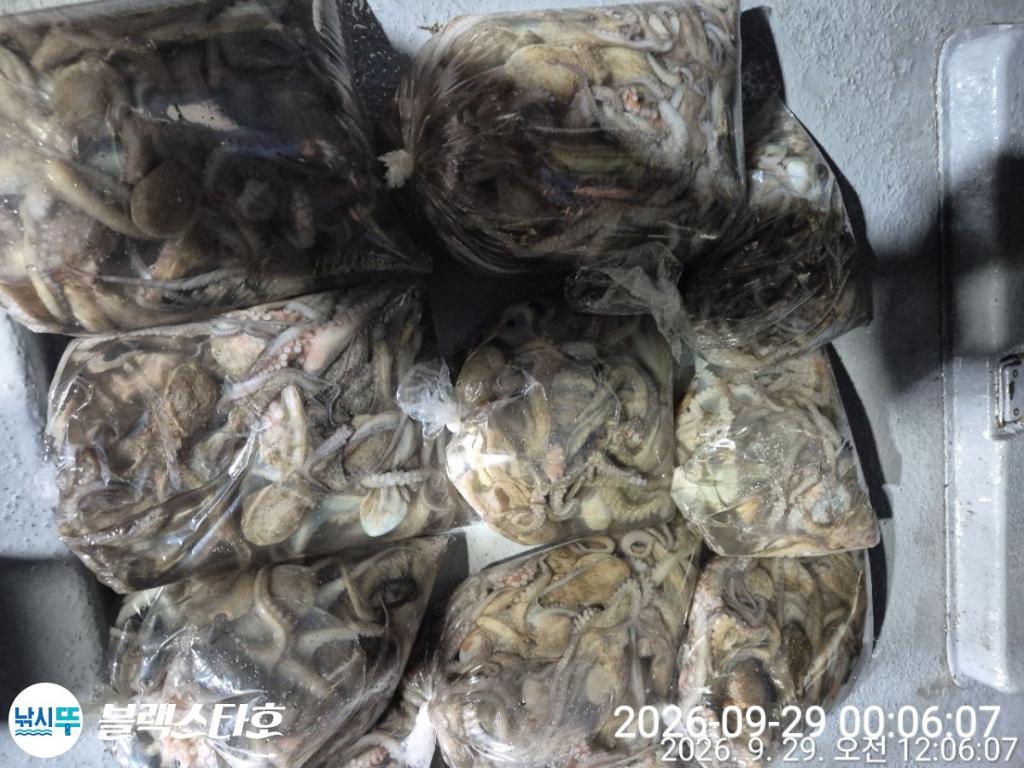 낚시뚜,돌문어,삼천포 팔포항,삼천포 블랙스타,낚시뚜8