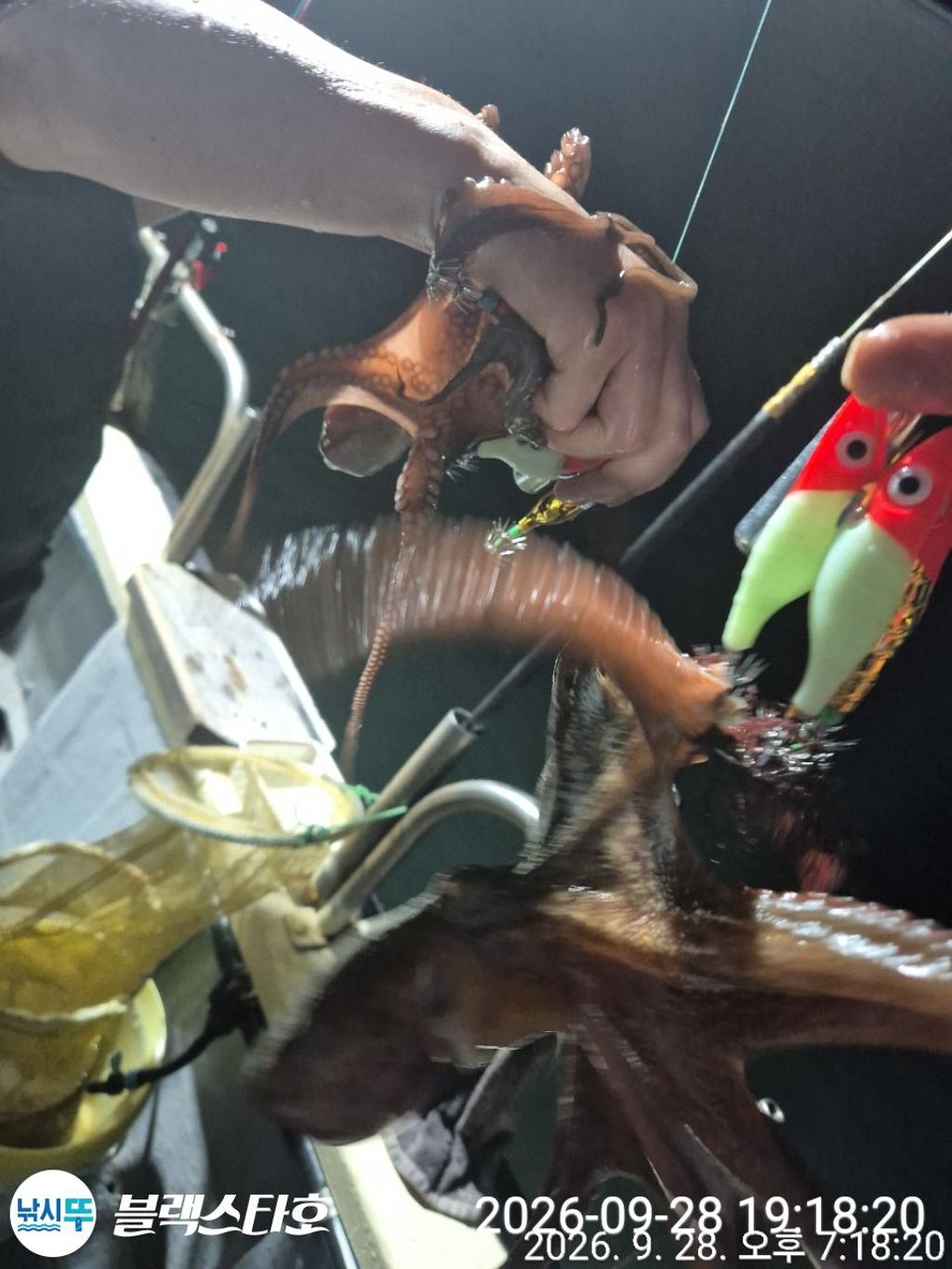 낚시뚜,돌문어,삼천포 팔포항,삼천포 블랙스타,낚시뚜4