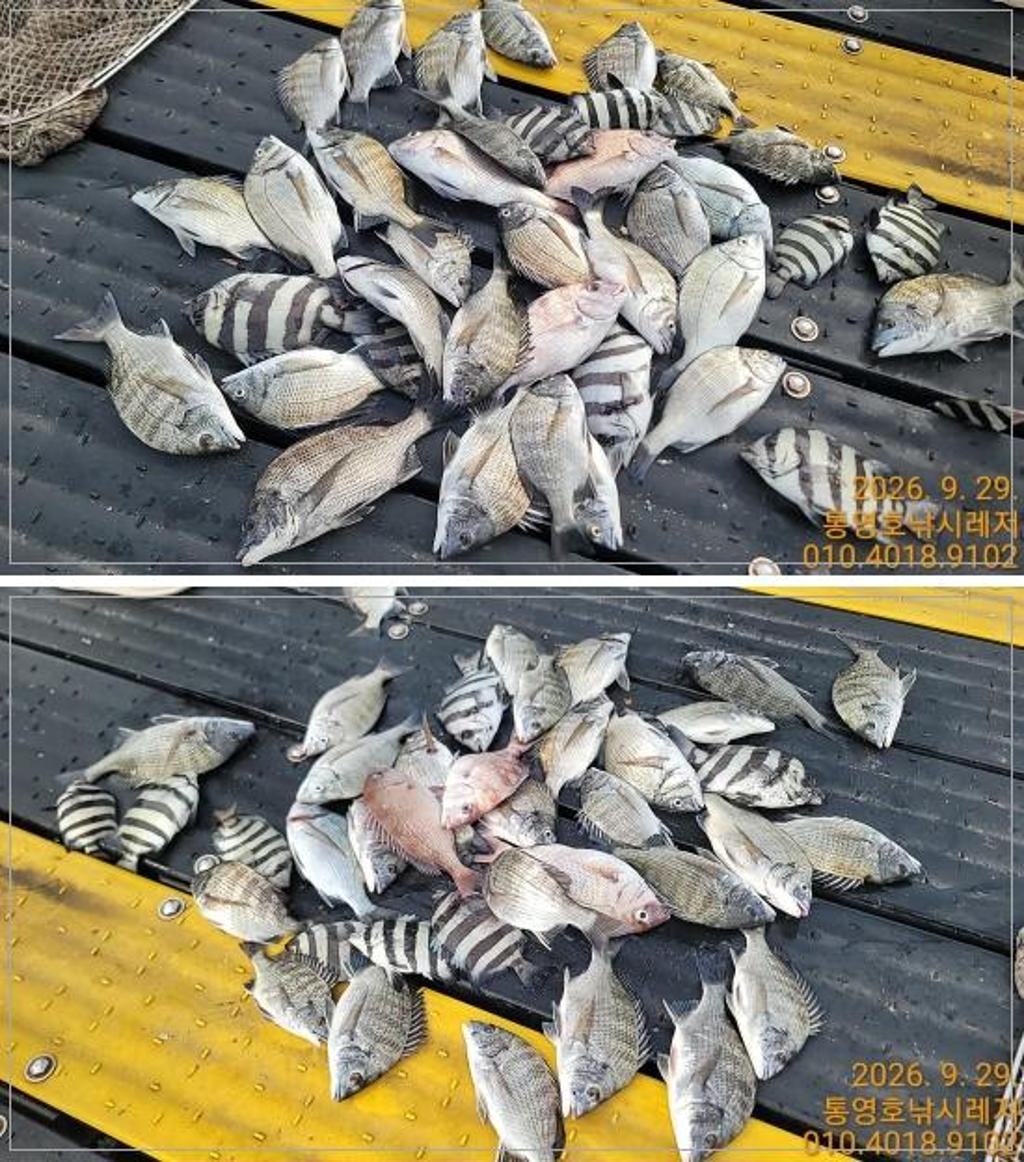 낚시뚜,감성돔,풍화수월선착장,통영호 낚시레져,낚시뚜0
