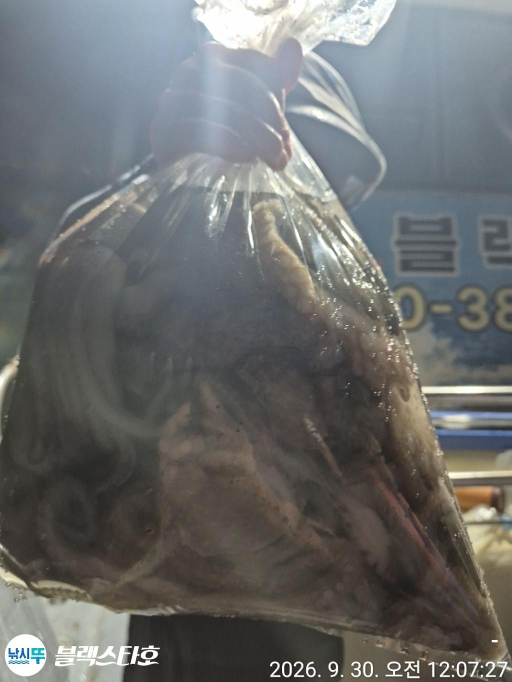 낚시뚜,돌문어,삼천포 팔포항,삼천포 블랙스타,낚시뚜15