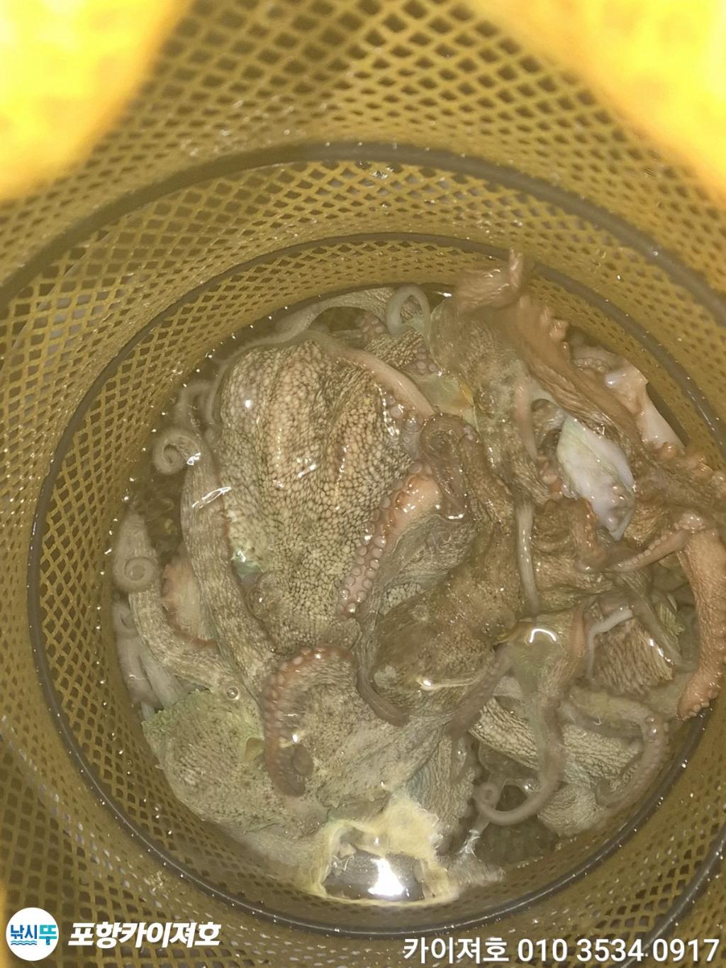 낚시뚜,기타 (직접입력),영일만항,포항카이져호,낚시뚜48
