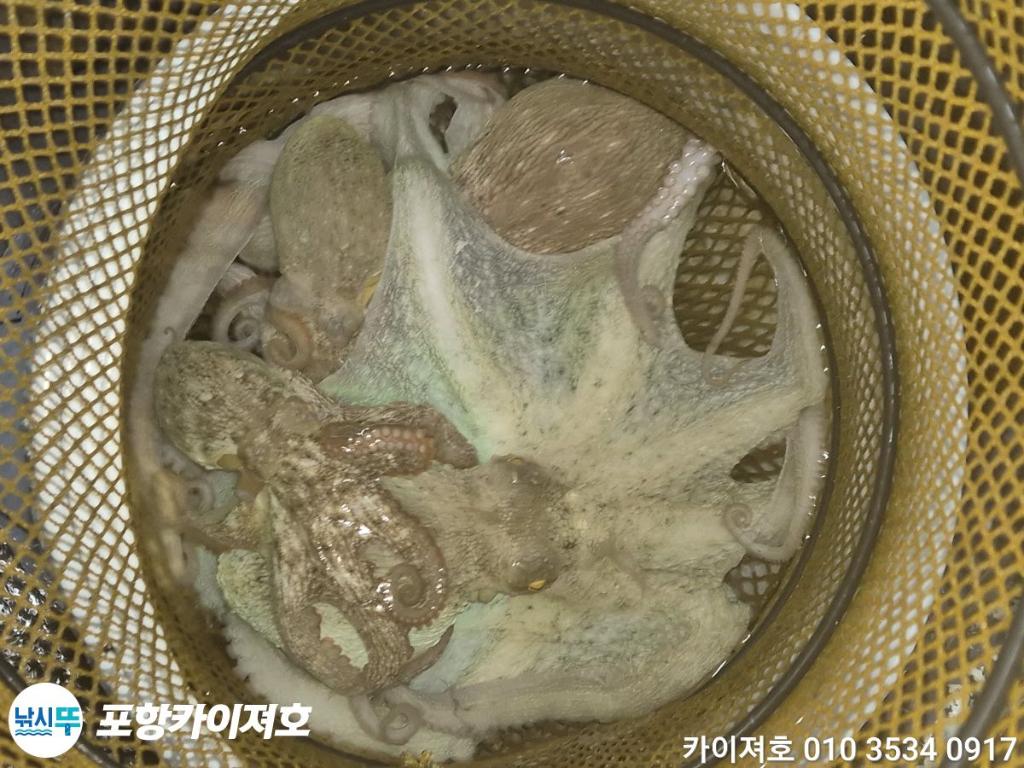 낚시뚜,기타 (직접입력),영일만항,포항카이져호,낚시뚜1