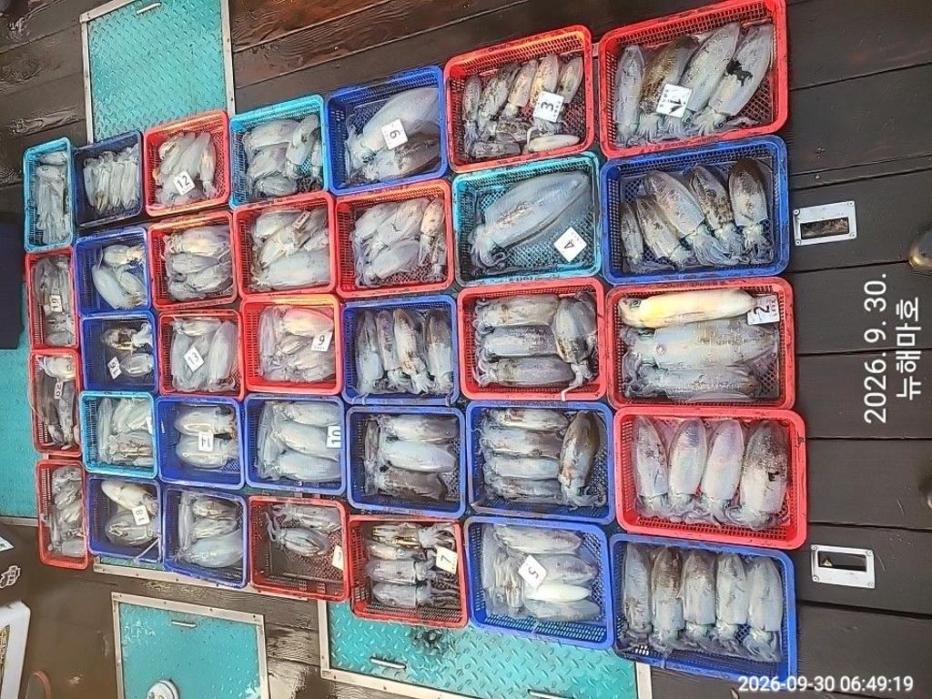 낚시뚜,무늬오징어,영일만항,뉴해마호,낚시뚜1