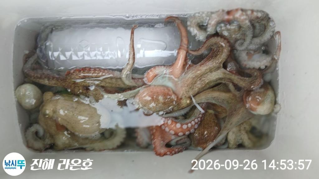 낚시뚜,돌문어,삼포항,진해 라온호,낚시뚜4