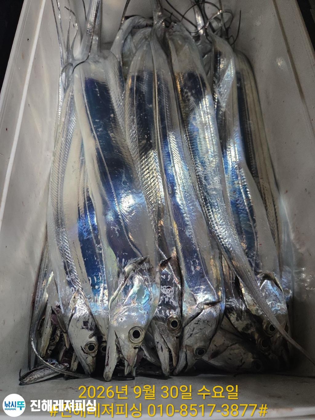 낚시뚜,갈치,진해1부두항,진해레져피싱,낚시뚜20