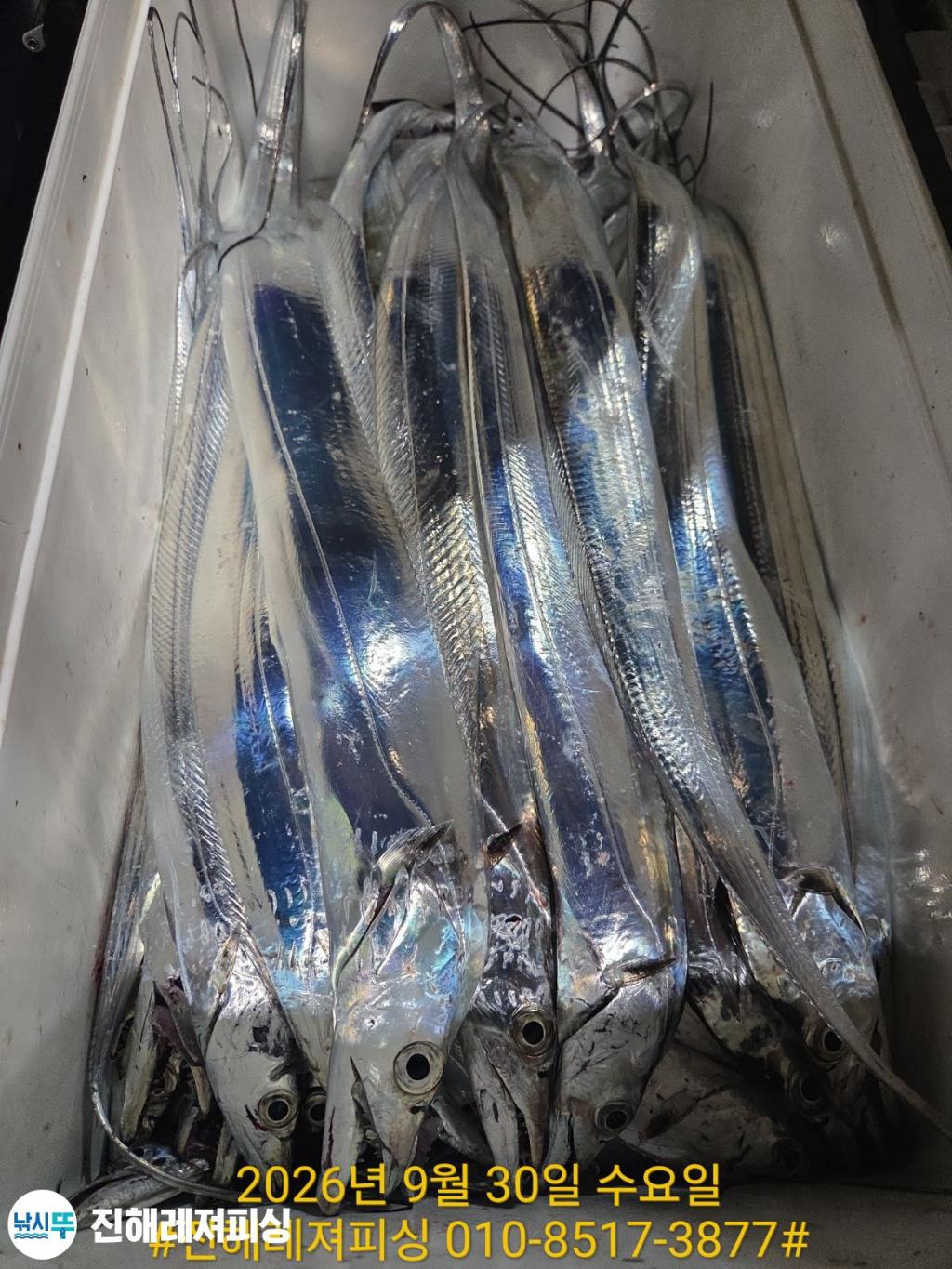 낚시뚜,갈치,진해1부두항,진해레져피싱,낚시뚜17