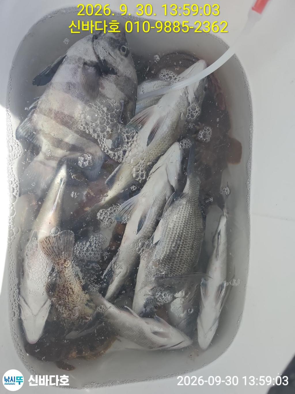 낚시뚜,감성돔,돌돔,해남 어란진항,신바다호,낚시뚜5