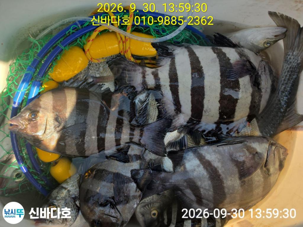 낚시뚜,감성돔,돌돔,해남 어란진항,신바다호,낚시뚜4