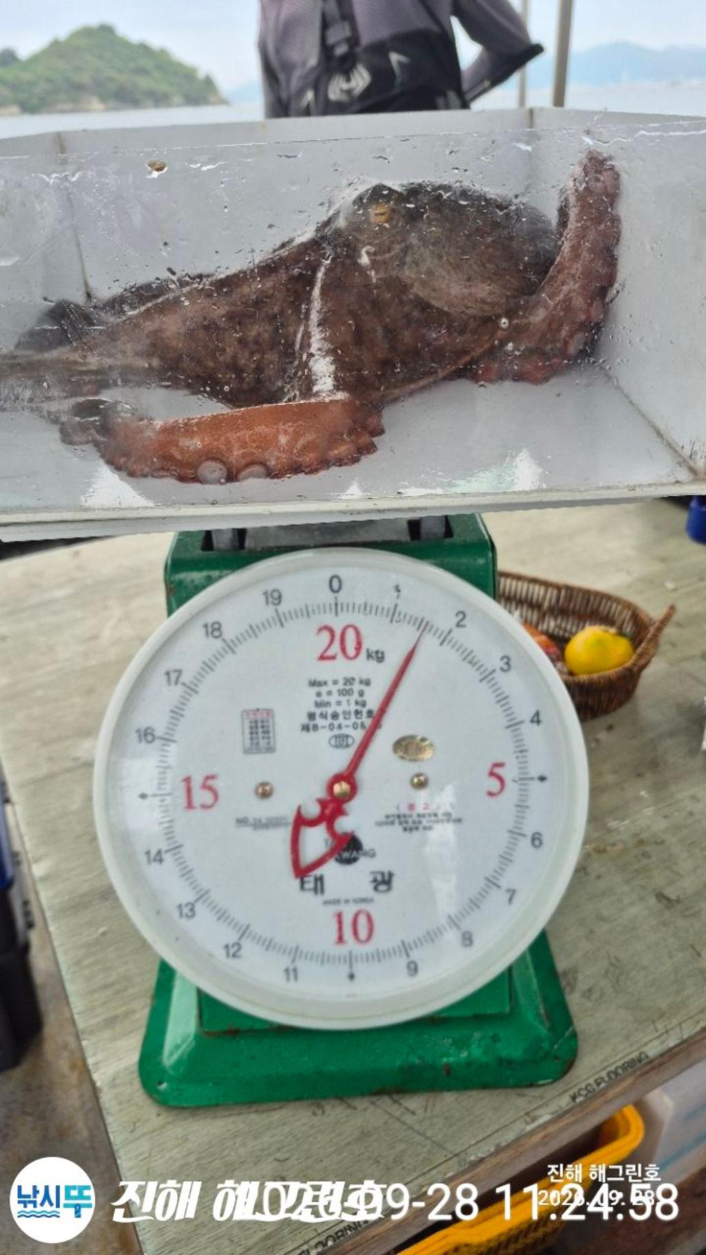 낚시뚜,돌문어,삼포항,진해 해그린호,낚시뚜19