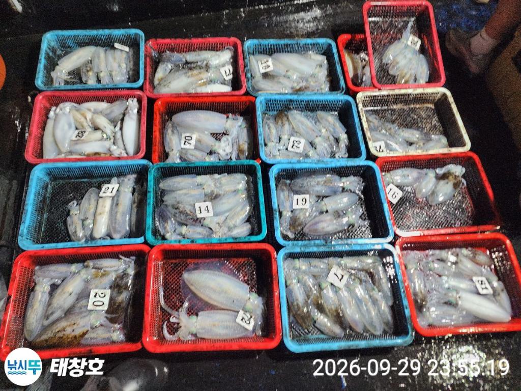 낚시뚜,무늬오징어,영일만항,태창호,낚시뚜1