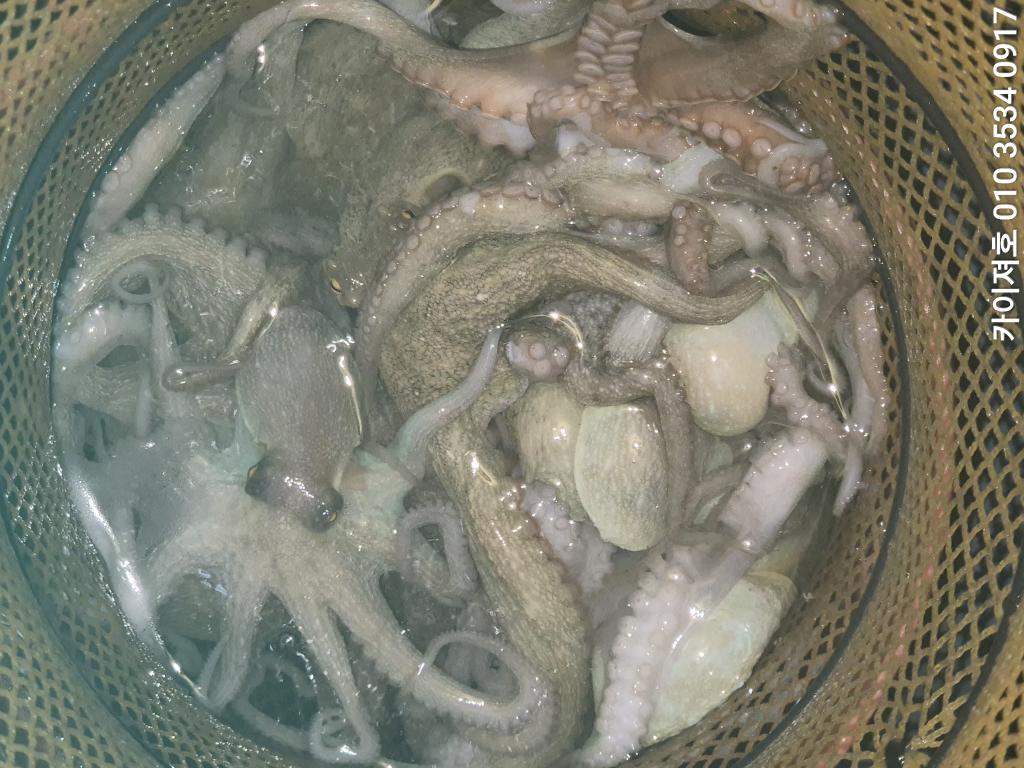 낚시뚜,기타 (직접입력),영일만항,포항카이져호,낚시뚜19