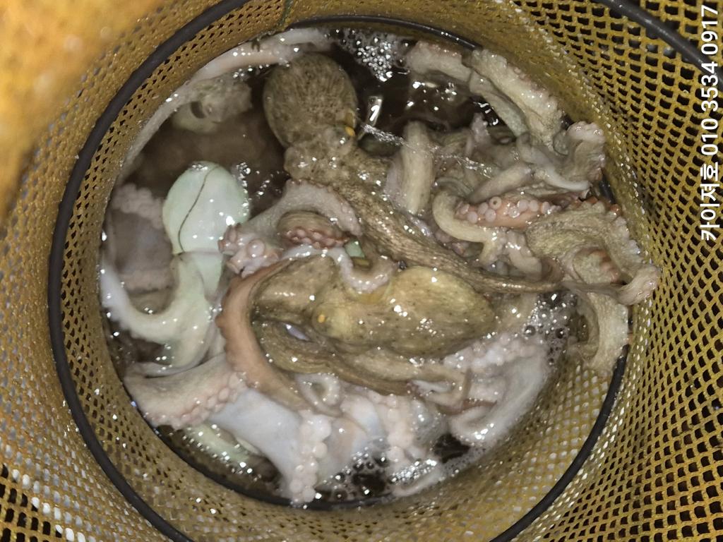 낚시뚜,기타 (직접입력),영일만항,포항카이져호,낚시뚜23