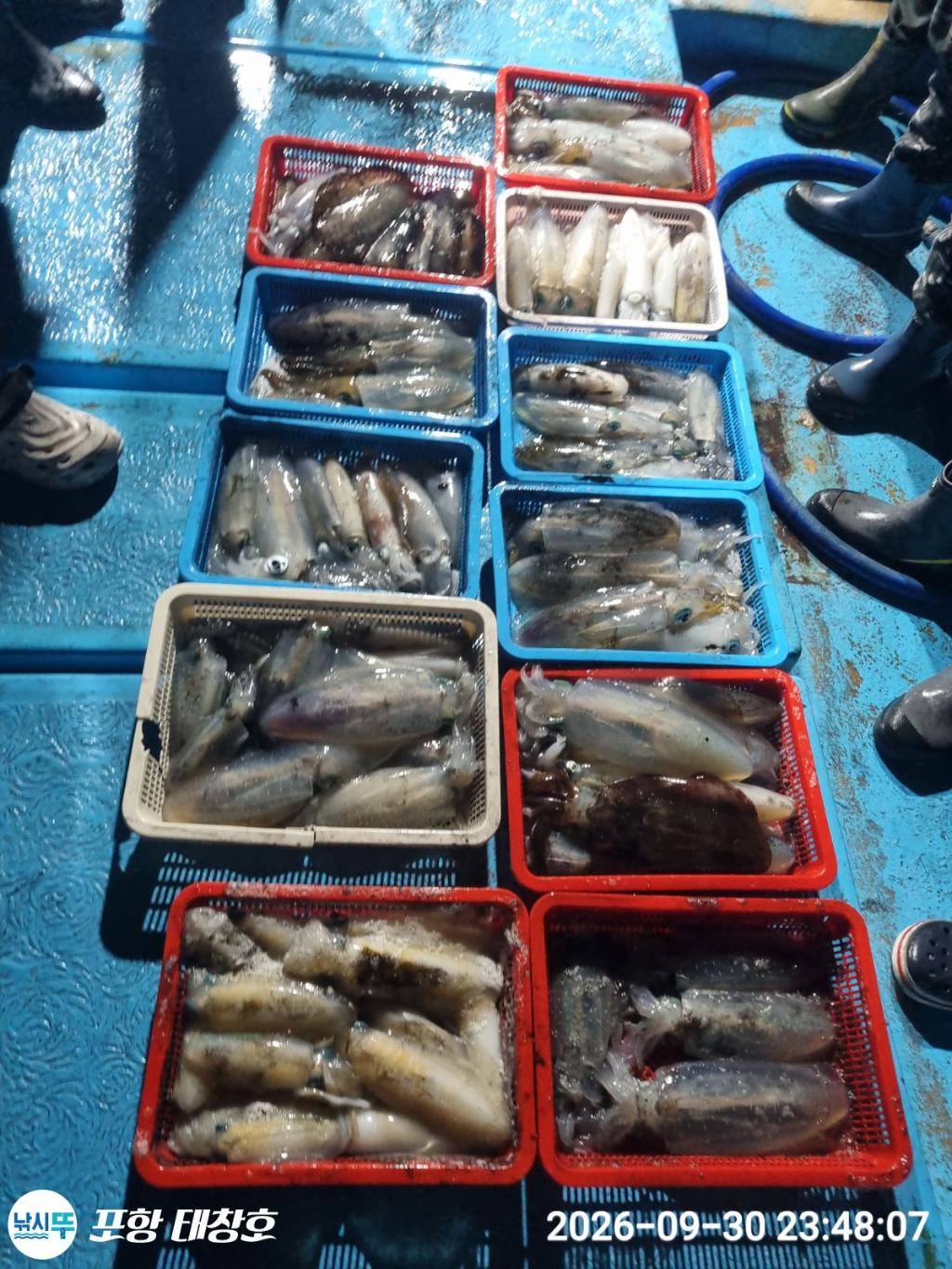 낚시뚜,오징어,영일만항,포항 태창호,낚시뚜12