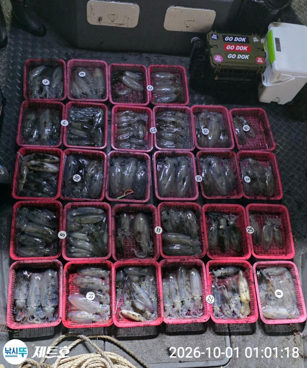 낚시뚜,무늬오징어,영일만항,포항 제트호,낚시뚜25