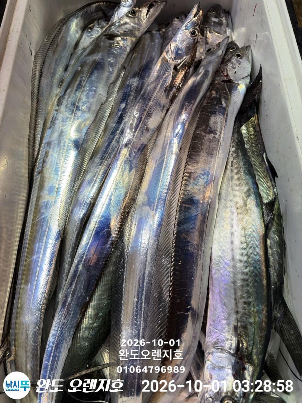 낚시뚜,갈치,완도항,완도 오렌지호,낚시뚜12