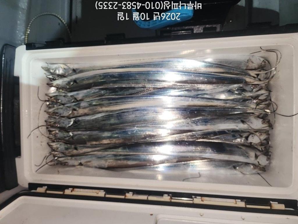 낚시뚜,갈치,속천항(진해),바루나피싱,낚시뚜11