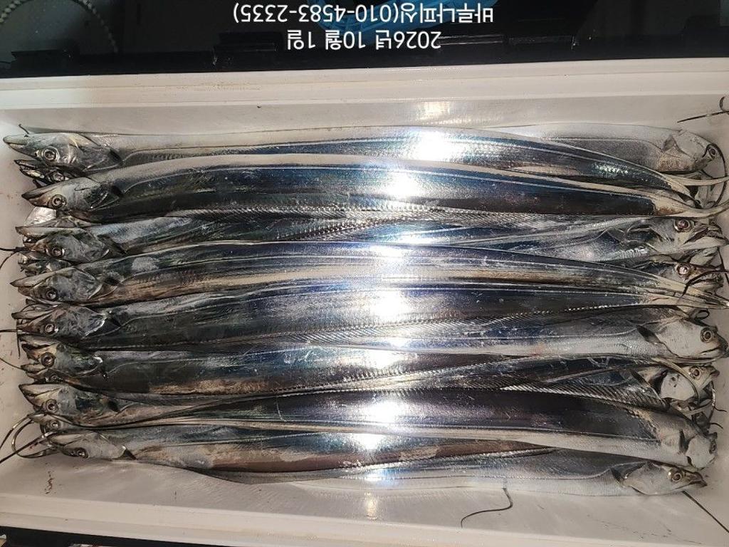 낚시뚜,갈치,속천항(진해),바루나피싱,낚시뚜10