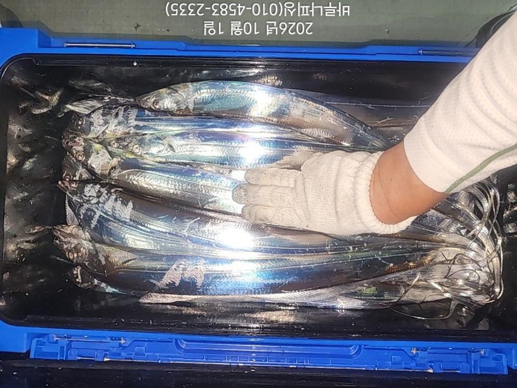 낚시뚜,갈치,속천항(진해),바루나피싱,낚시뚜7
