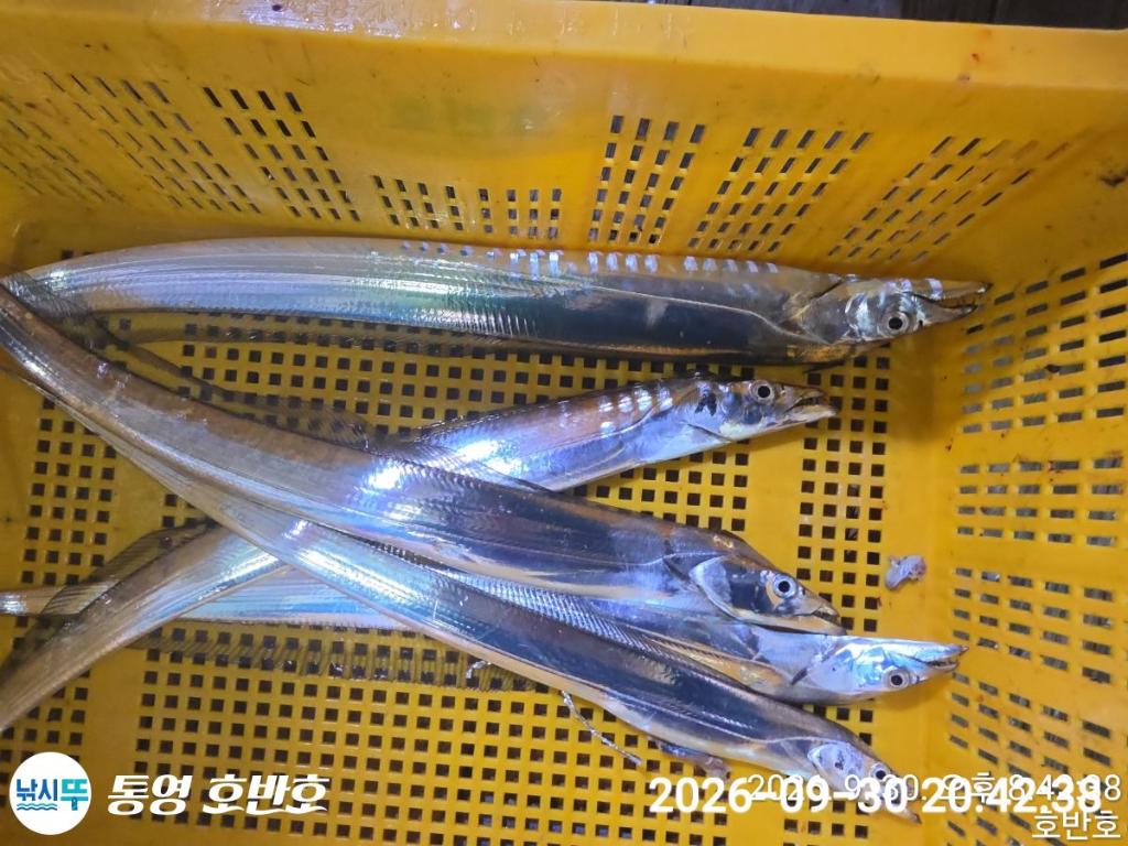 낚시뚜,갈치,통영 신전항,통영호반호,낚시뚜16